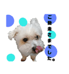 うちの子2my sweet dogs2（個別スタンプ：22）