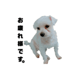うちの子2my sweet dogs2（個別スタンプ：23）