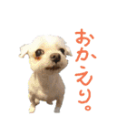 うちの子2my sweet dogs2（個別スタンプ：24）