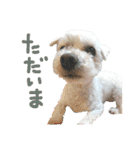 うちの子2my sweet dogs2（個別スタンプ：25）