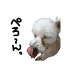 うちの子2my sweet dogs2（個別スタンプ：26）