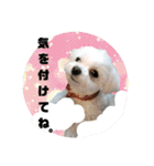 うちの子2my sweet dogs2（個別スタンプ：27）