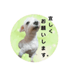 うちの子2my sweet dogs2（個別スタンプ：28）