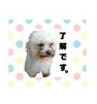 うちの子2my sweet dogs2（個別スタンプ：29）