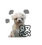 うちの子2my sweet dogs2（個別スタンプ：30）