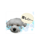 うちの子2my sweet dogs2（個別スタンプ：31）