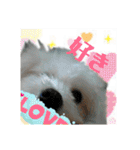 うちの子2my sweet dogs2（個別スタンプ：32）