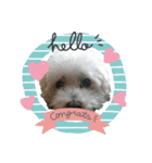 うちの子2my sweet dogs2（個別スタンプ：34）