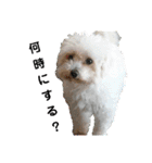 うちの子2my sweet dogs2（個別スタンプ：35）