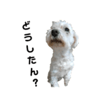 うちの子2my sweet dogs2（個別スタンプ：36）