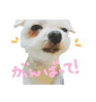 うちの子2my sweet dogs2（個別スタンプ：38）
