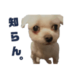 うちの子2my sweet dogs2（個別スタンプ：39）
