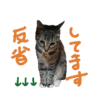 なななちゃん3（個別スタンプ：11）