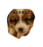 コーギードットちゃん（個別スタンプ：4）