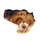 コーギードットちゃん（個別スタンプ：8）