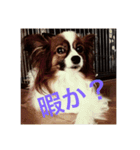 うちの犬(パピヨン)（個別スタンプ：1）