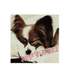 うちの犬(パピヨン)（個別スタンプ：2）