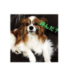 うちの犬(パピヨン)（個別スタンプ：4）