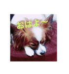 うちの犬(パピヨン)（個別スタンプ：5）