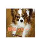 うちの犬(パピヨン)（個別スタンプ：6）