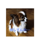 うちの犬(パピヨン)（個別スタンプ：7）