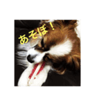 うちの犬(パピヨン)（個別スタンプ：8）