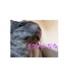 ふわもこチンチラ（個別スタンプ：3）