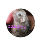 ふわもこチンチラ（個別スタンプ：6）