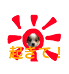 パピヨンの日常！（個別スタンプ：1）