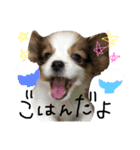 パピヨンの日常！（個別スタンプ：2）
