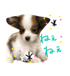 パピヨンの日常！（個別スタンプ：4）