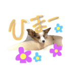 パピヨンの日常！（個別スタンプ：5）
