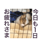パピヨンの日常！（個別スタンプ：6）