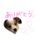 パピヨンの日常！（個別スタンプ：7）