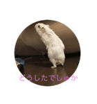 ぽんちゃんです2（個別スタンプ：3）