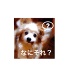 すーたんぴー（個別スタンプ：1）