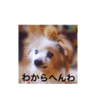 すーたんぴー（個別スタンプ：8）