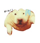 うちのキンクマハムスター（個別スタンプ：1）