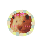 うちのキンクマハムスター（個別スタンプ：3）