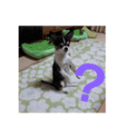 はぴちゃんず（個別スタンプ：5）