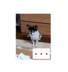 はぴちゃんず（個別スタンプ：8）