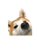 うちの秋田犬 だいず（個別スタンプ：1）