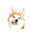 うちの秋田犬 だいず（個別スタンプ：2）