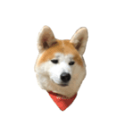 うちの秋田犬 だいず（個別スタンプ：3）