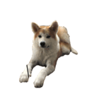 うちの秋田犬 だいず（個別スタンプ：4）
