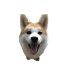 うちの秋田犬 だいず（個別スタンプ：5）