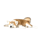 うちの秋田犬 だいず（個別スタンプ：6）
