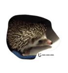 ハリネズミの大福ちゃん（個別スタンプ：1）