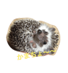 ハリネズミの大福ちゃん（個別スタンプ：3）
