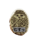 ハリネズミの大福ちゃん（個別スタンプ：4）